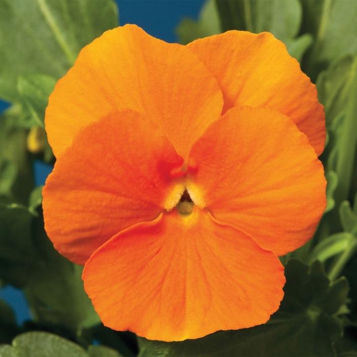 Viola cornuta Penny™ Orange