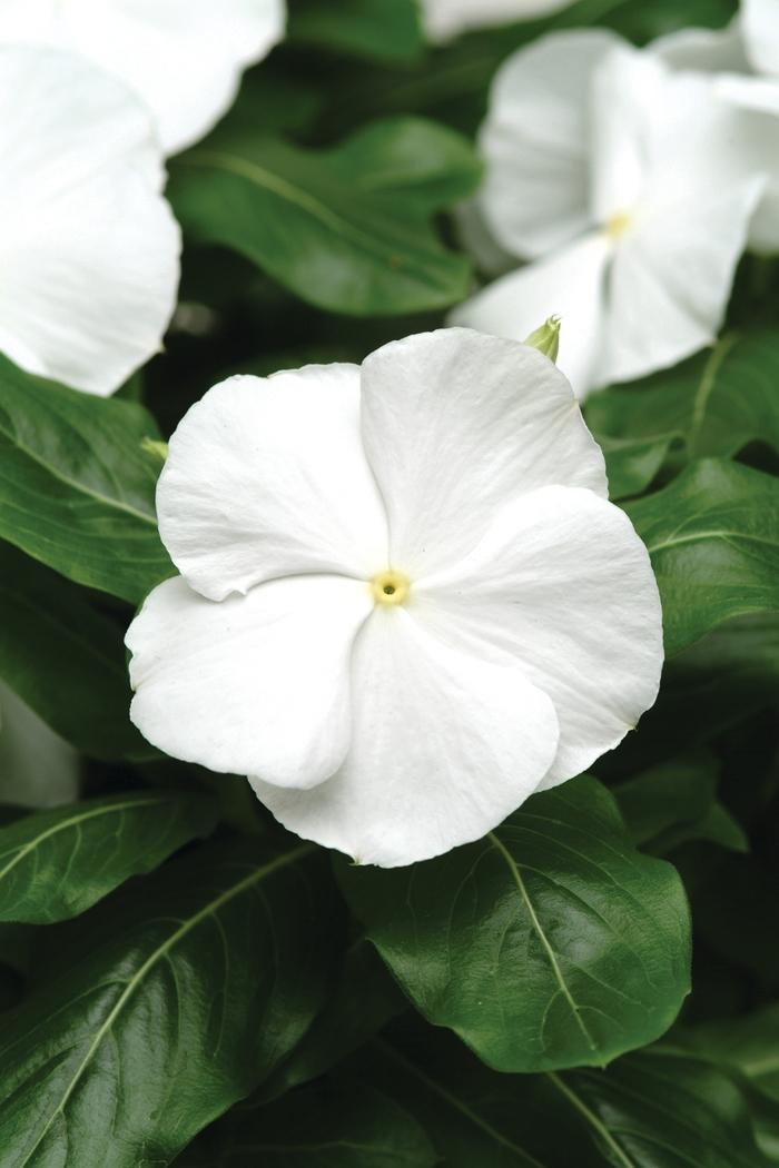 Catharanthus roseus Titan™ Pure White