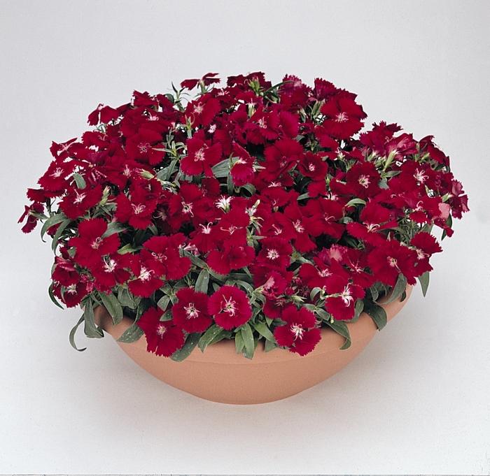 Dianthus Floral Lace™ Crimson