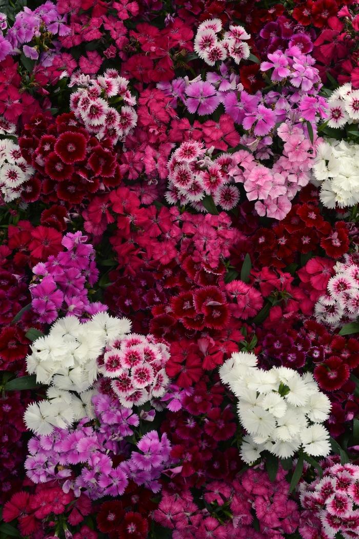 Dianthus Floral Lace™ Mix