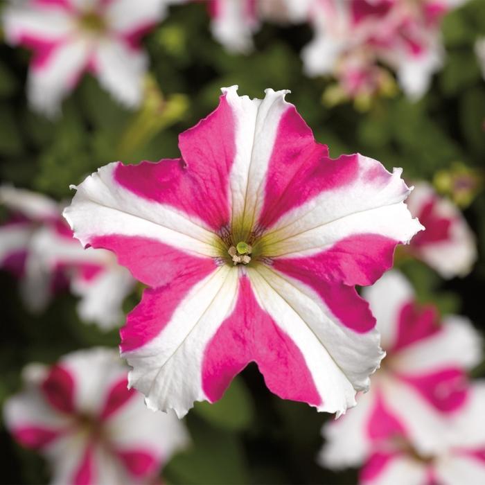 Petunia grandiflora TriTunia™ Rose Star