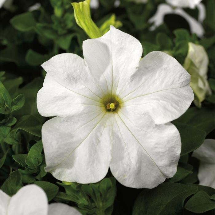 Petunia grandiflora TriTunia™ White