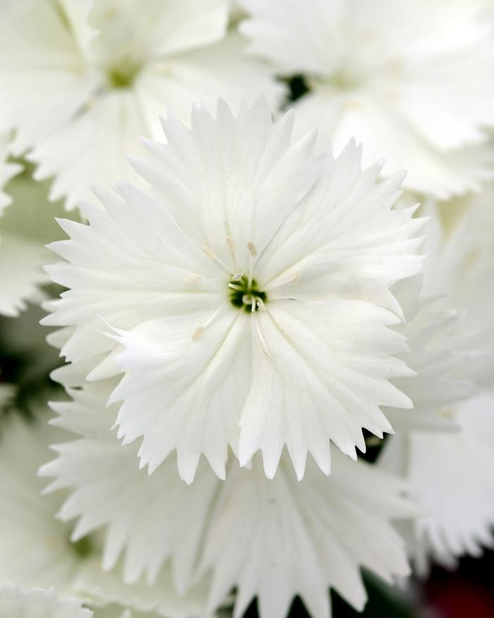 Dianthus Floral Lace™ White