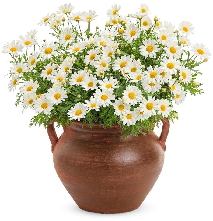 Argyranthemum frutescens Pure White Butterfly®
