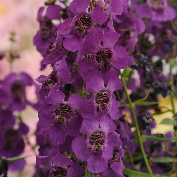 Angelonia angustifolia Archangel™ Dark Purple