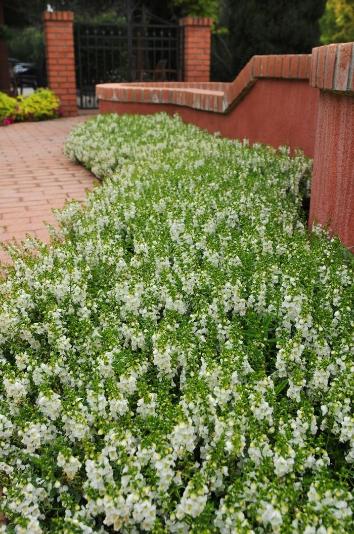 Angelonia angustifolia Serenita® Whiteccc