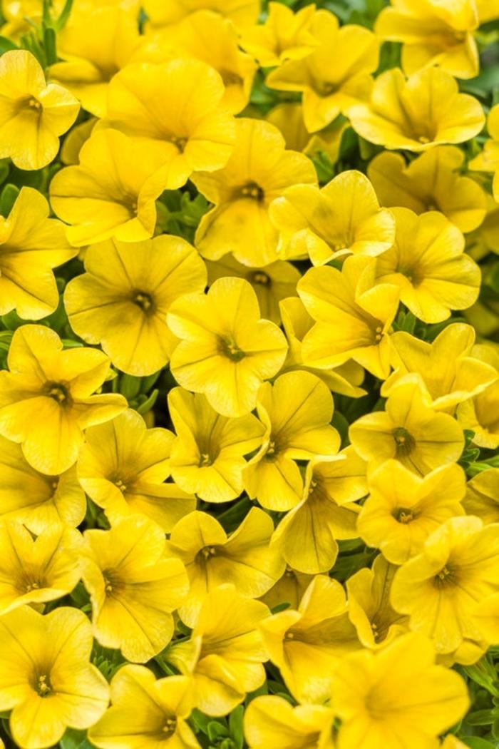 Calibrachoa Superbells® Yellow