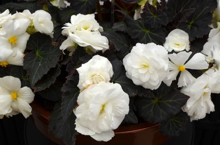 Begonia x tuberhybrida Nonstop® Mocca White