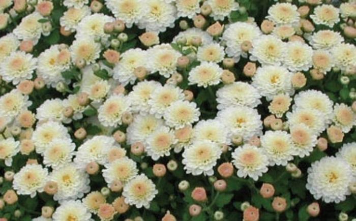 Chrysanthemum x morifolium White Gigi