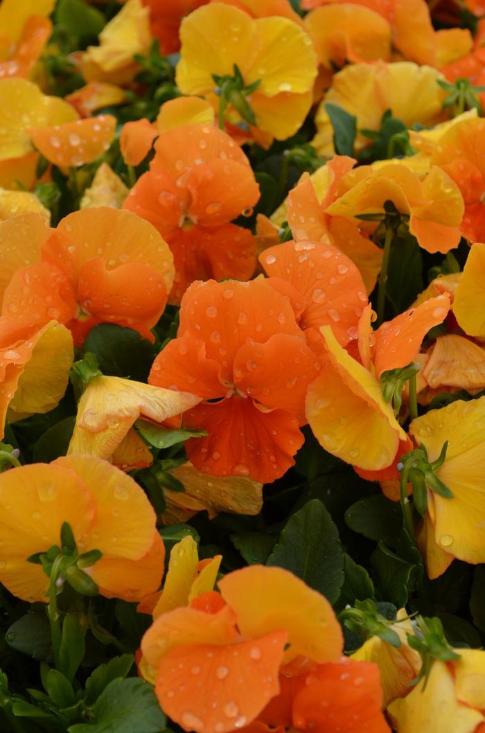 Viola x wittrockiana Spring Matrix™ Deep Orange