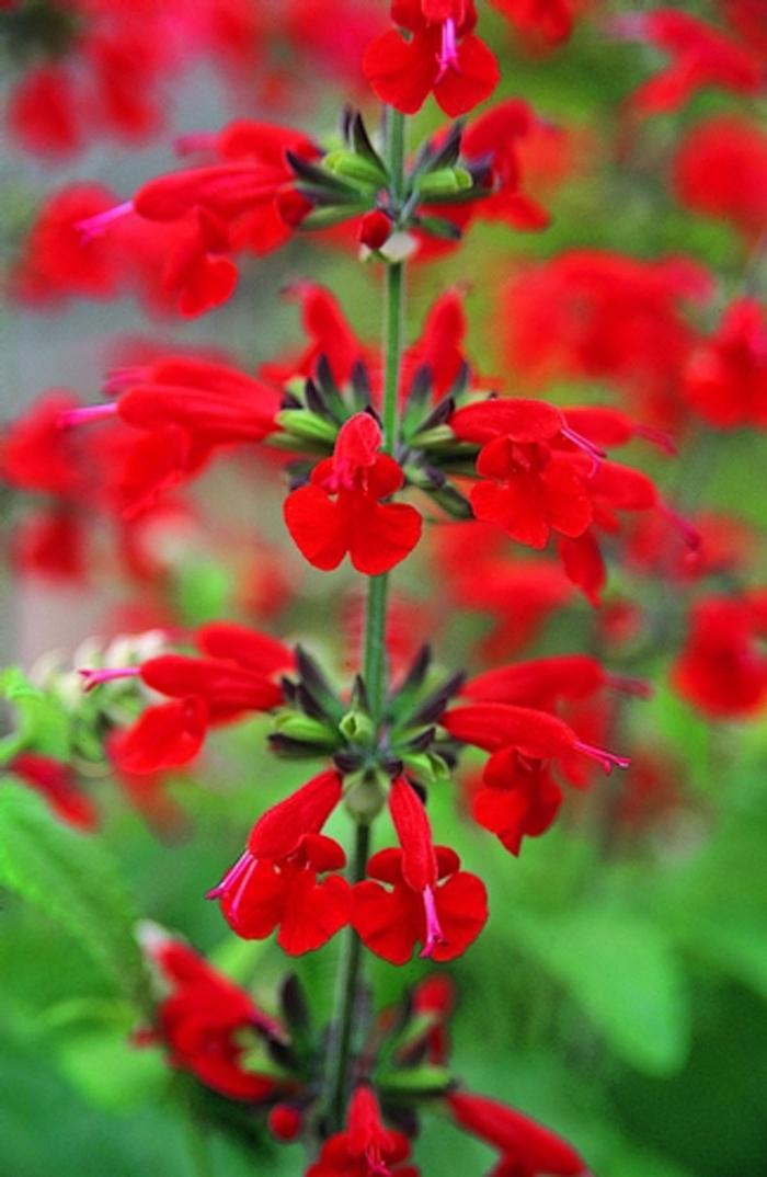 Salvia coccinea Summer Jewel™ Red 