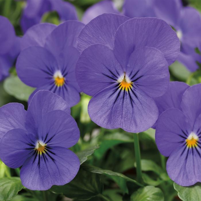 Viola cornuta Penny™ Blue