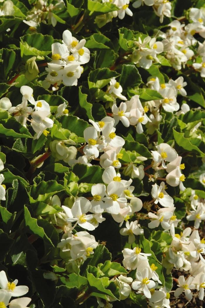 Begonia BabyWing® White