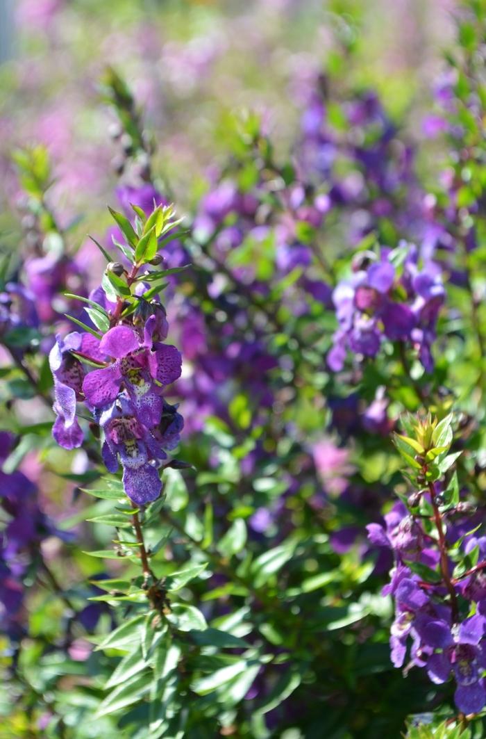 Angelonia angustifolia Serenita® Purple