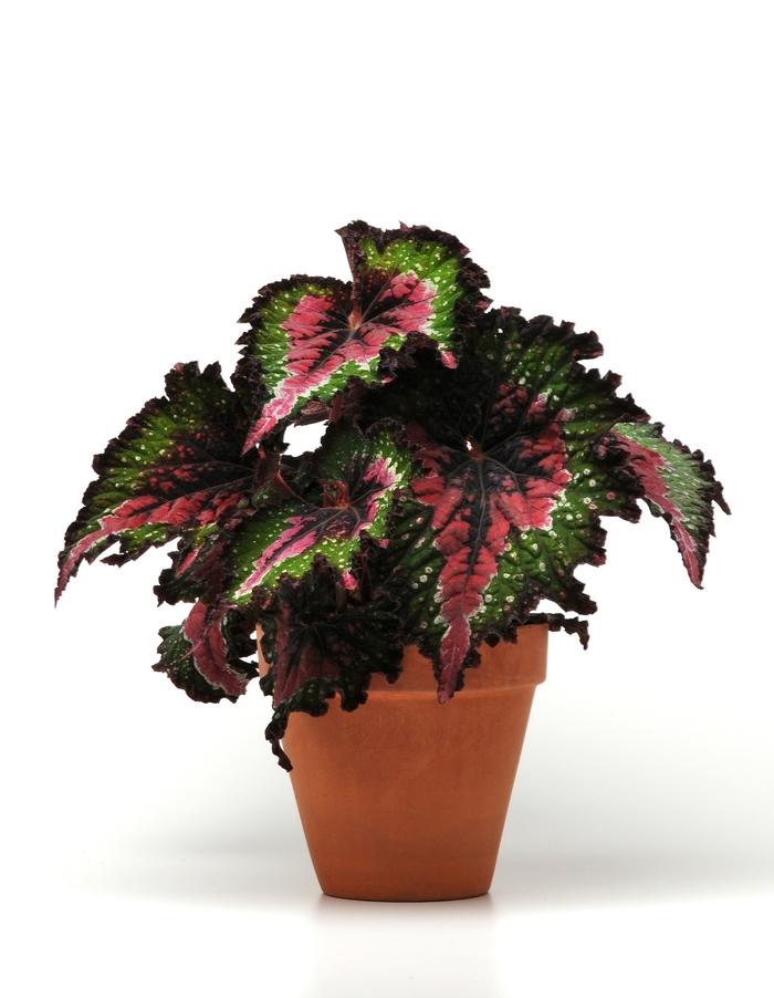 Begonia rex-cultorum Jurassic™ Watermelon