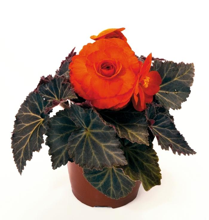 Begonia x tuberhybrida Nonstop® Mocca Deep Orange