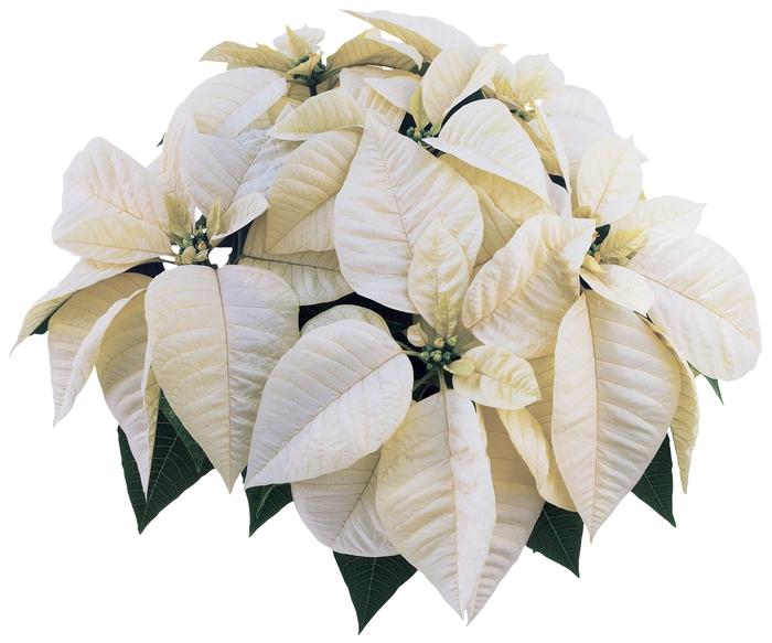 Euphorbia pulcherrima Whitestar™