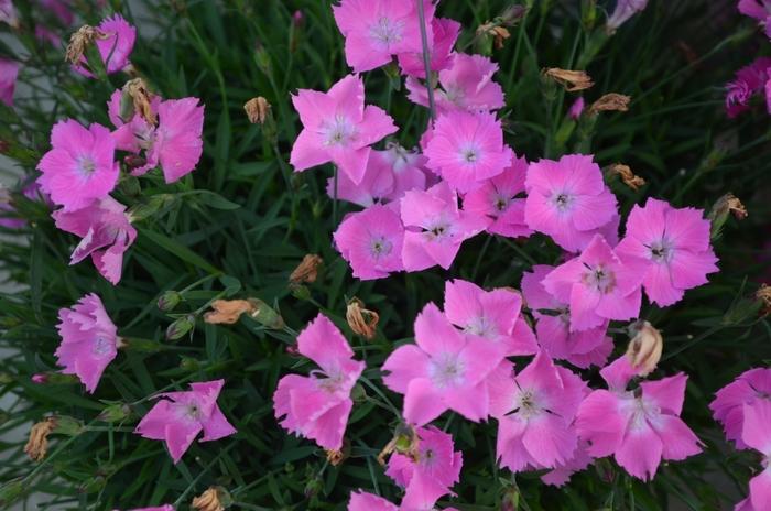 Dianthus gratianopolitanus Kahori® Pink
