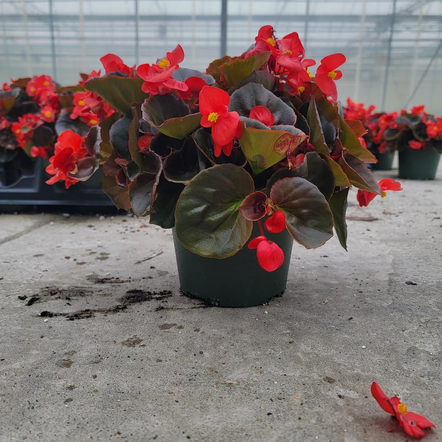 Begonia semperflorens Senator Bronze Leaf Red